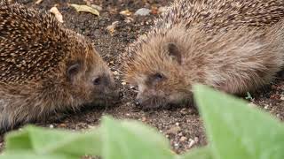 2 Igel im Garten