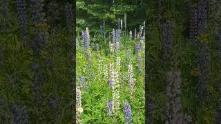 Lupins in Sleeping Giant Provincial Park #flower #wildflowers #sleepinggiant #ontarioparks #purple