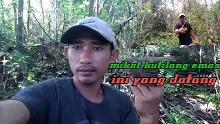 MIKAT KUTILANG EMAS YG DATANG BURUNG INI