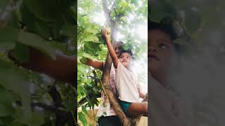 Alex is enjoying by Sitting on a Guava tree.Cheerful while Plucking Guava.#guavatree#guavafruit#alex