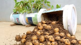 A successful idea of ​​​​growing potatoes at home with dense fruits