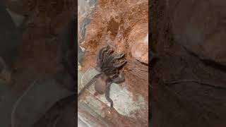 Kaeng krachen tarantula #tarantula