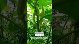 Tanam Okra - Panen