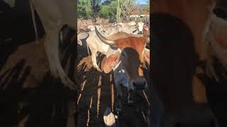 rustic cow breeding in the countryside - cowshelter made rustically