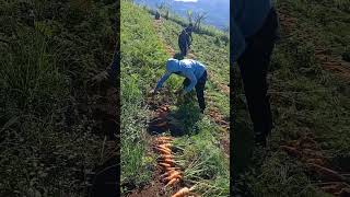 Harvesting carrots #nature #fruit #garden #garden #gardening #plants