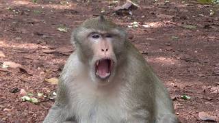 BABY MONKEY AND MONKEYS FEEL REALLY HUNGRY WAITING ALONG THE ROAD