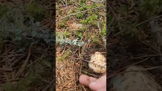 Amazing Find of elusive  mushuroom#northernbc #mybcbackcountry #koah #solo