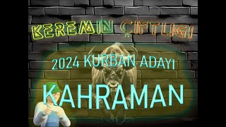 Keremin Çiftliği 2024 Kurbanlık Büyükbaş Kahraman - SATILDI