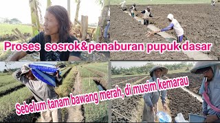 proses pembuatan barisan atau sosrok,dan penaburan pupuk dasar sebelum tanam bawang merah