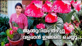 വീട്ടിൽ തൊണ്ട് ഉണ്ടോ?? ഇങ്ങനെ ചെയ്താൽ /anthurium care /anthurium flowering trick/poppy vlogs