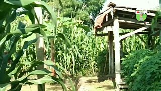 Suasana Pagi Hari Nan Cerah Di Kampung Ke Kebun Jagung Bikin Baper Orang Kota❗