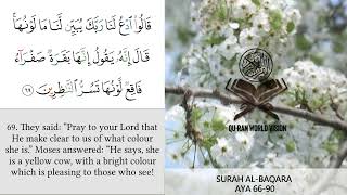 surah AL-BAQARA Translation || AYA 66 - 90 || QURAN Reaction || QU-RAN WORLD VISION || relaxing