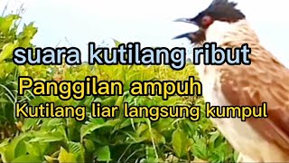 suara kutilang ribut