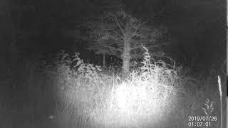 Surprise! - Badger Caught on Wildlife Camera