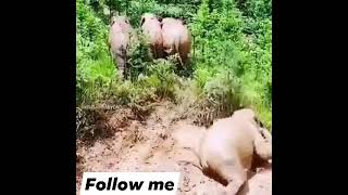 @funny Video .Jungle Love Innocent love 💕