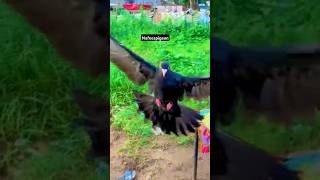 #pigeon #bird #kabutar #viralvideos #shortsviral #nafeespigeon