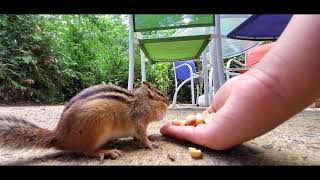 Chipmunk Eating Nuts From Little Boy's Hand - Trust is Earned!!!