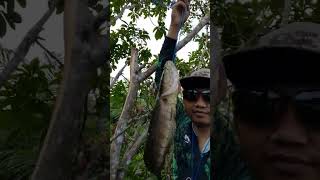 nyangong ikan bujuk monster di atas pohon