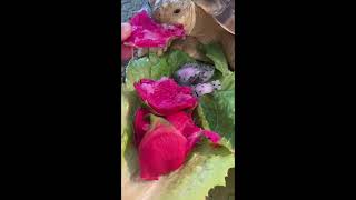 Torty’s first time eating dragonfruit #tortythetortoise