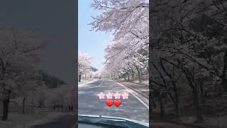 Crazy Cherry Blossom 🌸❤️ #korea #haryanvi #shorts