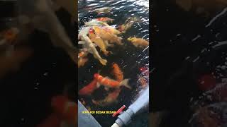 IKAN KOI BESAR DI KOLAM