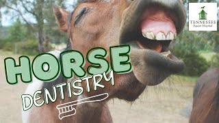 Horse Dentistry with Dr. Rena Chang