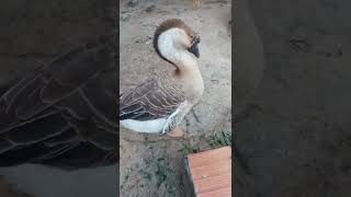 nunca vie um ganso tão carinhoso como esse / aves e tudo mais