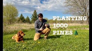 Planting 1000 White Pines | Habitat for Hunting