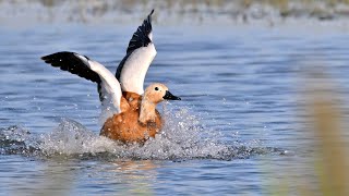 Vögel am Ijsselmeer_ Die Rostgans