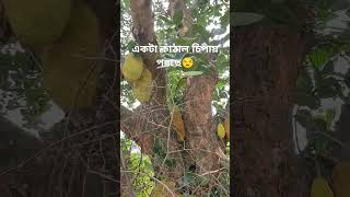 একটা কাঠাল চিপায় পরছে😒#কাঠাল #jackfruit #gazipur