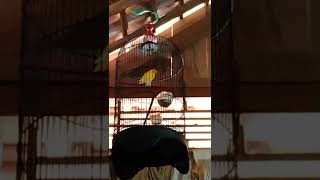 Lovebird dalam Rumah aja bisa Bunyi