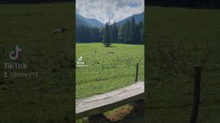 I ❤️ Austria - sound on 🐄 #austria #mountains #iloveaustria #adventure #travel #nature #cow #relax