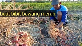 proses pembuatan bibit bawang merah sendiri