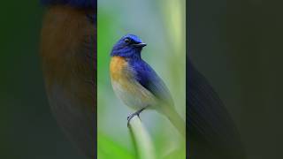 RELAXING BIRD SOUNDS | BEAUTIFUL CREATURES | HEALING SOUNDS | PEACEFUL NATURE SOUNDS