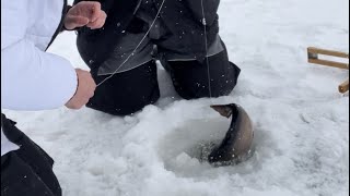 Brook trout feeding frenzy!!