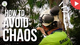 HOW TO AVOID CHAOS - SHANE'S TREES