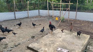 Update perkembangan Kandang Ayam Kampung semi umbaran🐓