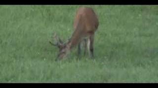 Jelen na paši (Grazing stag)