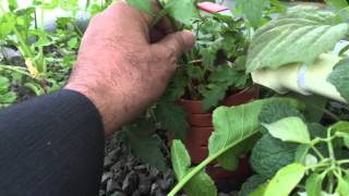 الزراعة المائية بدون محاليل aquaponics system kuwait 4