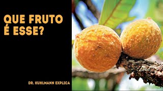 Que fruto é esse? (Pouteria)