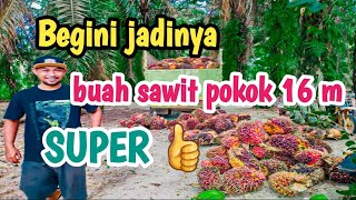 kerja panen bukan untuk gaya gaya an‼️petani sawit harus bisa cara panen #sawit #petani #kerjasawit