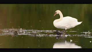 Incredible Wildlife Photography of Summer Swans