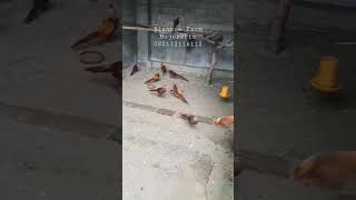 #Remaja Golden Pheasant #blankon Farm                    #082132116112                 #Mojokerto