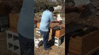 Installing Bees Without Protection (How Not to Do It)