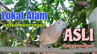 Perkutut Lokal Alam Untuk Pancingan dijamin Asli Langsung Nyaut