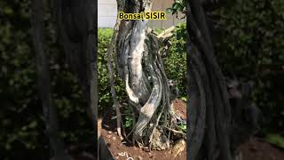 Bonsai SISIR #bonsai #tanaman #bonsaibonsai #bonsaisisir