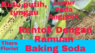 Tips Jitu Membasmi Kutu putih,Tungau dan Jamur Pada Anggrek Dengan Ramuan Baking Soda