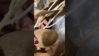 Potatoes growing inside paper bag #garden #organic