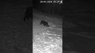 Kas ruksim garšo? / Wild Boar Lure