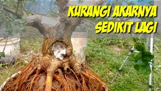 membuat akar sancang nampak lebih kokoh